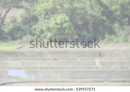 Blurred abstract background of Paddy field