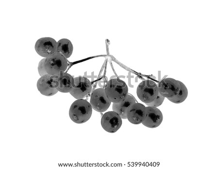 black and white berries on a white background