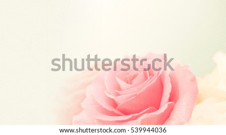 sweet color roses in soft style on mulberry paper texture for background
