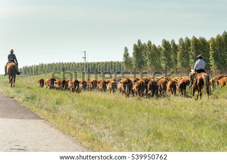 A countryman gathers and leads the cattle next to the road Royalty-Free Stock Photo #539950762
