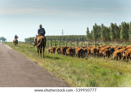 A countryman gathers and leads the cattle next to the road Royalty-Free Stock Photo #539950777