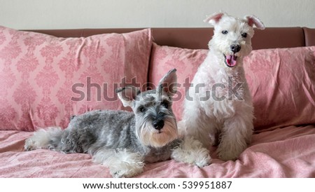 The couple of miniature schnauzer dogs in salt and pepper, and white colors. Royalty-Free Stock Photo #539951887