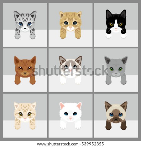 Cat Vector Illustration. 9 set