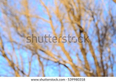 Abstract and blurred background of tree branches on winter
