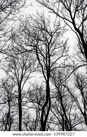 Abstract bare tree branches