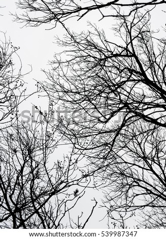 Abstract bare tree branches