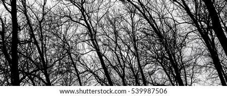 Abstract bare tree branches. Panorama