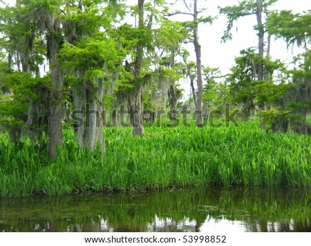 Bayou in the wilderness