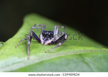 Jumping Spider on a Leaf as a background. Very Common Spider in Malaysia