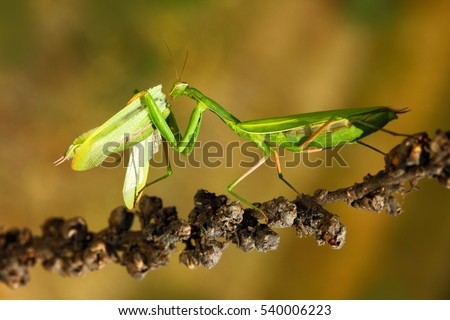 Matins eating mantis, two green insect praying mantis on flower, Mantis religiosa, action scene from Czech republic. Royalty-Free Stock Photo #540006223