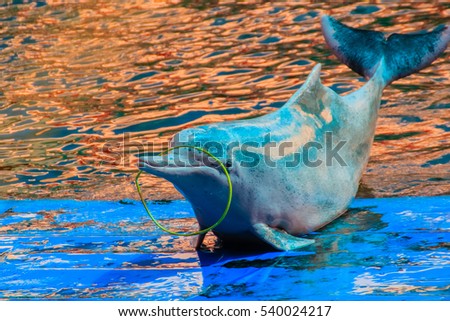 Indo-Pacific humpback dolphin (Sousa chinensis) ,or Pink dolphin, or Chinese white dolphin is playing hoop and dancing shows at Oasis Sea World, Thai Fantastic Dolphinarium in Chanthaburi ,Thailand.