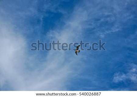 Seagull soaring on blue cloudy sky