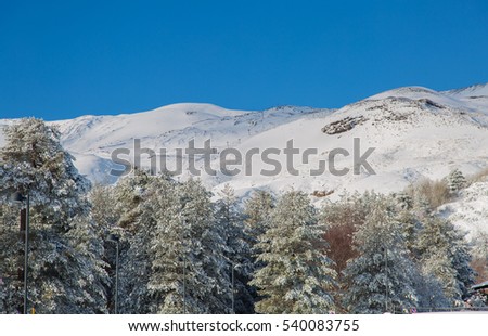 Trees covered with snow on Mount Etna  - Volcano Etna in the winter season