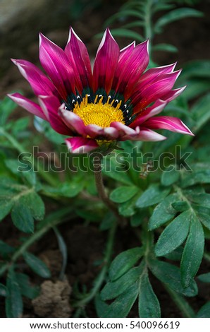 Flower Gazania Daisy is a wonderful beds and good decoration summer outdoors perild