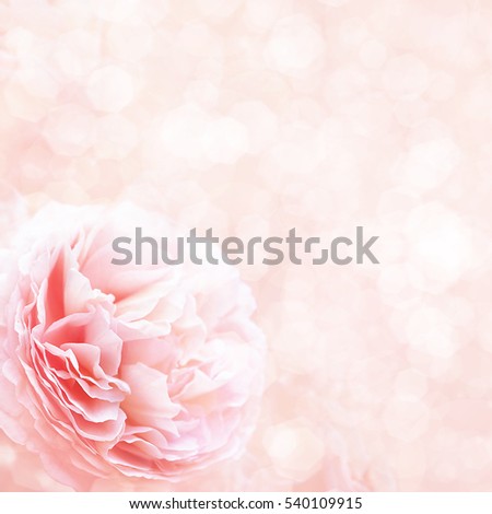 Summer blossoming roses , selective focus, shallow DOF, toned, light and heart bokeh background, pastel and soft card
