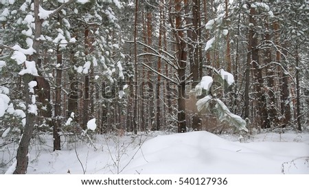 Christmas tree nature branch in snow pine winter fairy landscape forest
