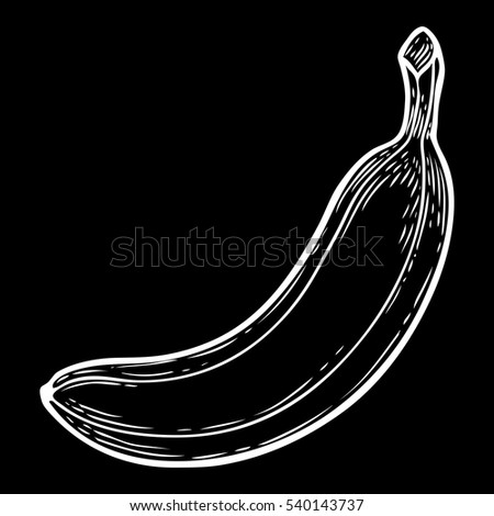 Banana fruit, bunch. Organic nutrition healthy food. Engraved hand drawn vintage retro vector lucuma illustration. Banana Isolated on black background