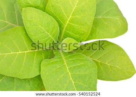 Tobacco leafs. Fresh natural young tobacco plants isolated on white, top view