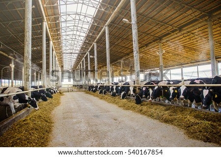 Modern farm cowshed with milking cows eating hay Royalty-Free Stock Photo #540167854