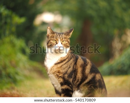 One lovely wild cat in the garden in autumn