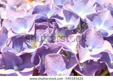 Photo Picture of Beautiful Blooming Flower Background