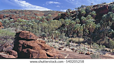 An ancient forest of red cabbage palms in the desert - Palm Valley, Finke Gorge National Park, Northern Territory, Australia Royalty-Free Stock Photo #540205258