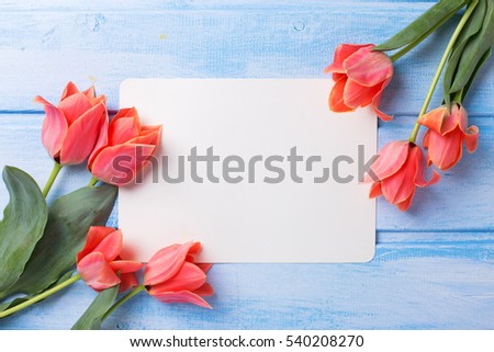 Frame from aromatic coral tulips and empty tag  on blue  painted wooden background. Selective focus. Place for text. Flat lay.
