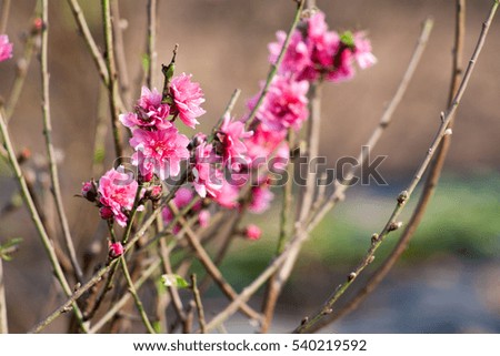 Peach flower background, natural background