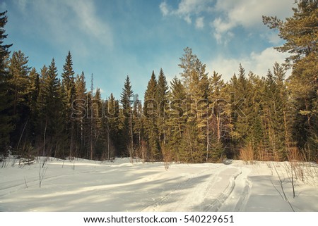 scenic winter landscape. forest with fir trees