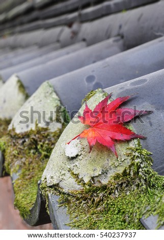 Maple leaf on clay roof tile.