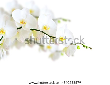 White orchid isolated on white Royalty-Free Stock Photo #540253579