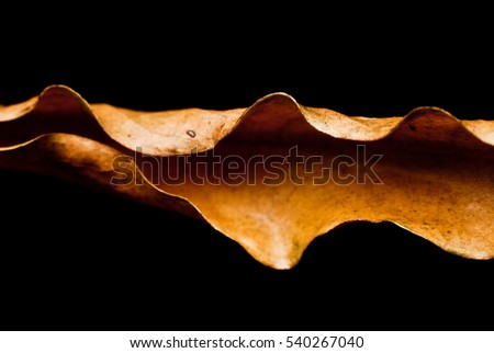 Macro of A Drying Leaf with Isolated Background