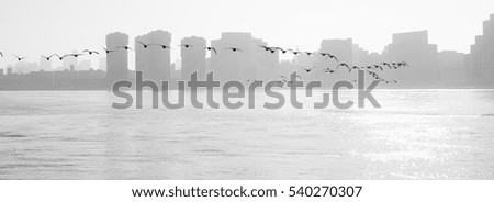 Manhattan cityscape in black&white with flock of birds crossing the waterfront