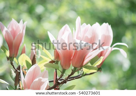 Spring floral background with magnolia flowers. For this photo applied color toning effect