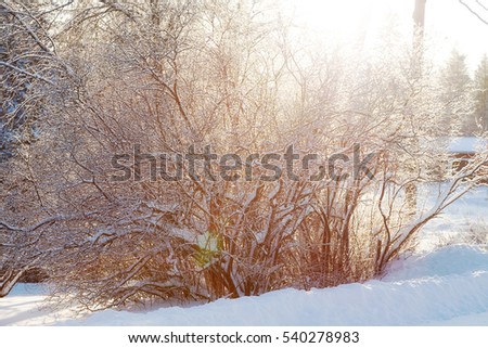 A Bush covered with snow in the sunlight