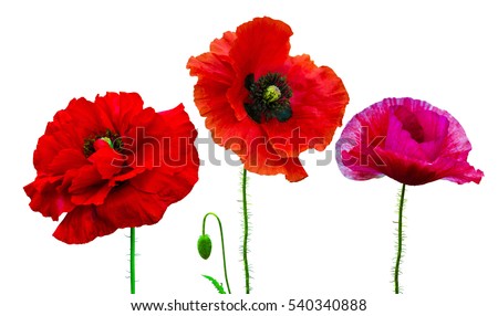 set of flowers of poppies isolated on white background
