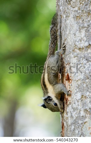 Burmese Striped Squirrel sniffing at wood crack