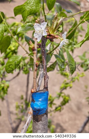 Fruit tree twigs grafted on a tree trunk. Grafting cherry tree over a plum tree
