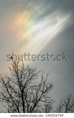Sun dogs and tree