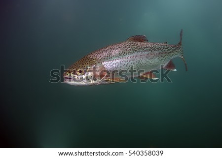 The rainbow trout (Oncorhynchus mykiss) in the lake.The rainbow trout (Oncorhynchus mykiss) in the lake.Trout in the green water of a mountain lake. Royalty-Free Stock Photo #540358039