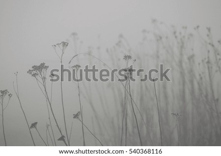 gray plants