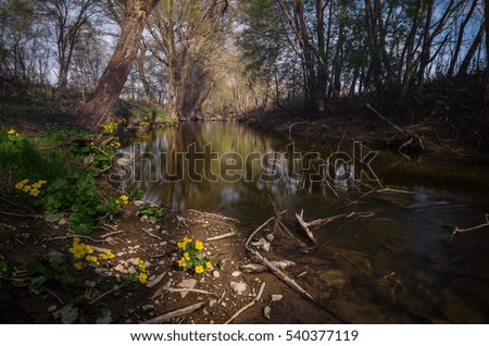 Flowers, river, nature