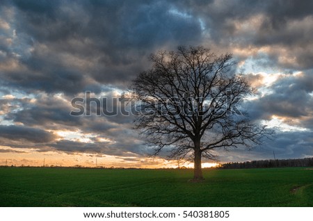 tree and clouds