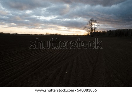 Tree field and sunset