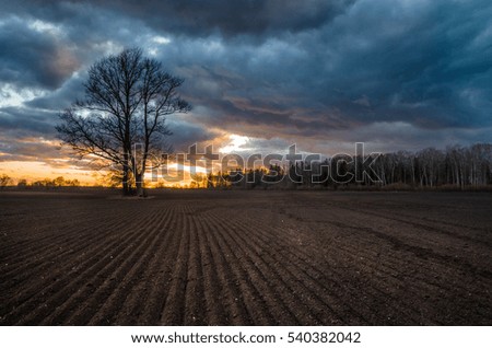 Tree field and sunset