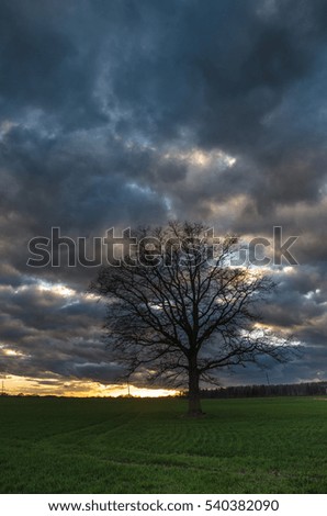 Cloudy field
