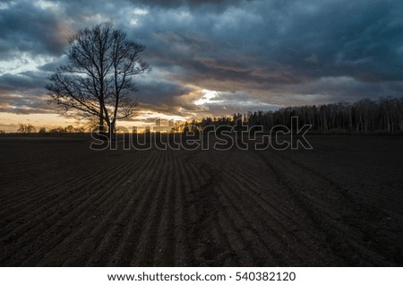 Tree sunset and field