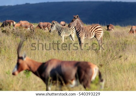 A herd of blesbuck and a herd of zebra mixed together in this image. South Africa