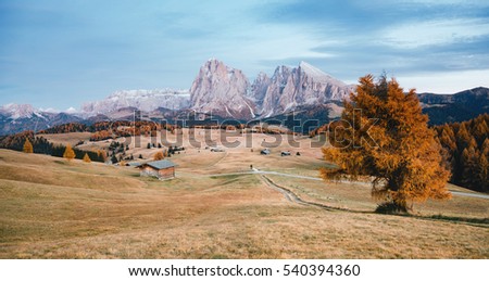 Lovely yellow pasture in sunlight. Unusual and gorgeous scene. Location place Dolomiti, Compaccio village, Seiser Alm or Alpe di Siusi, Province of Bolzano - South Tyrol, Italy, Europe. Beauty world.