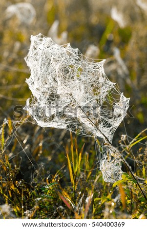 dew on a spider web out of focus, field, dry wild plants, autumn
